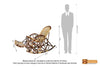 Shangwe Cane Rocking Chair