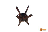 Spielberg Rosewood Round Teapoy